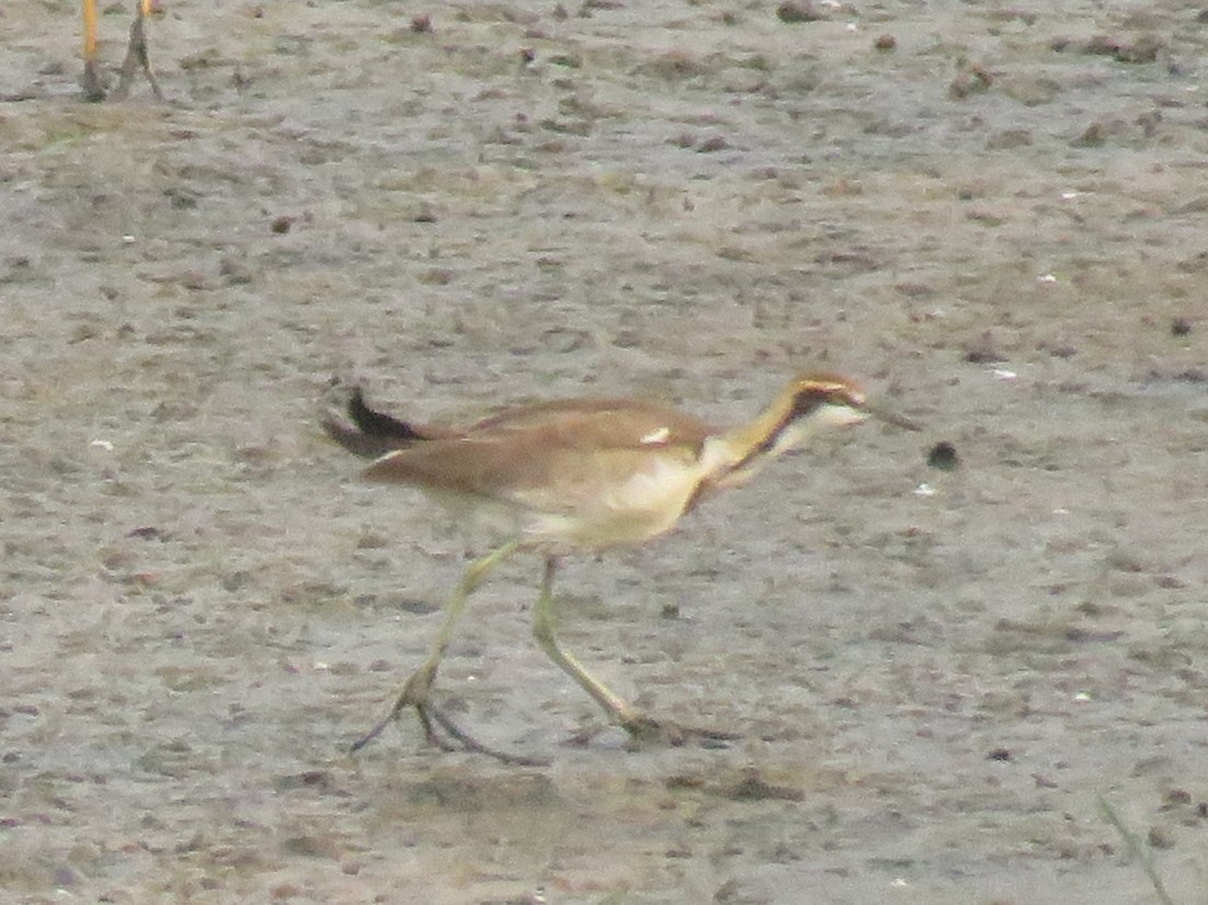 Pheasant-tailed Jacana - Bob Hargis