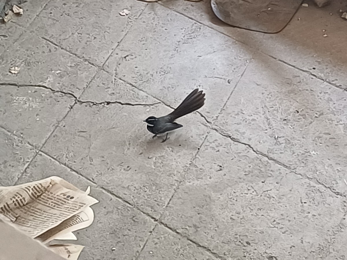 Spot-breasted Fantail - Dr Nandini Patil