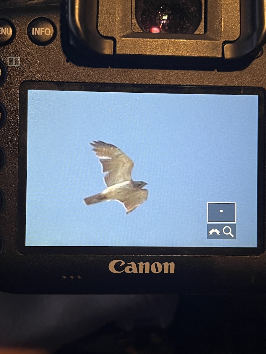 Red-shouldered Hawk - ML617705092