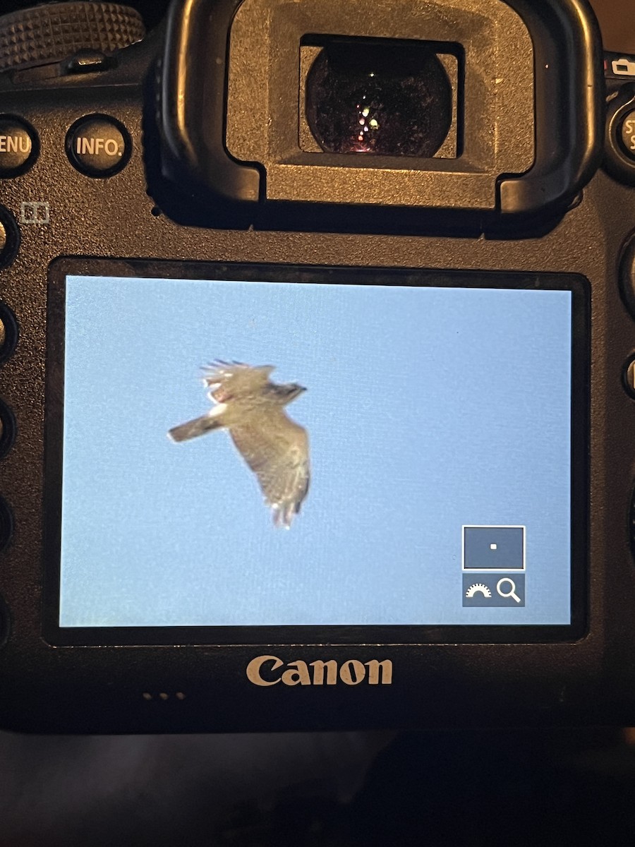 Red-shouldered Hawk - ML617705094