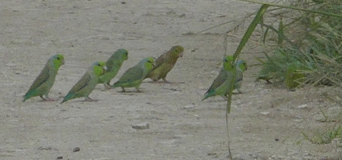 Pacific Parrotlet - Lisa Brunetti