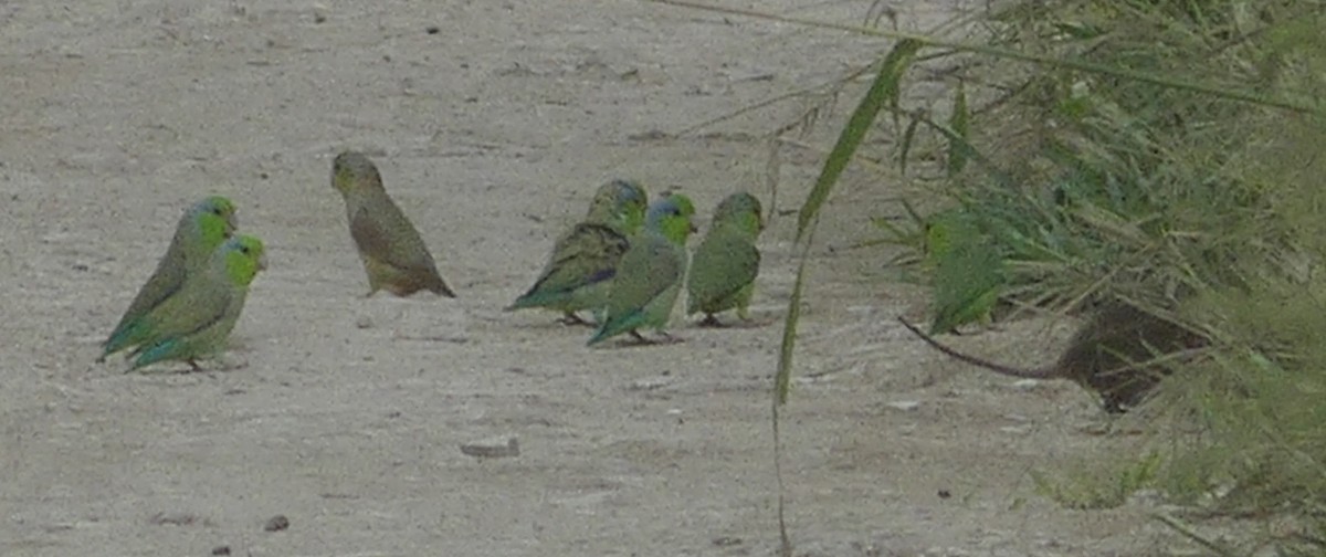 Pacific Parrotlet - ML617705124