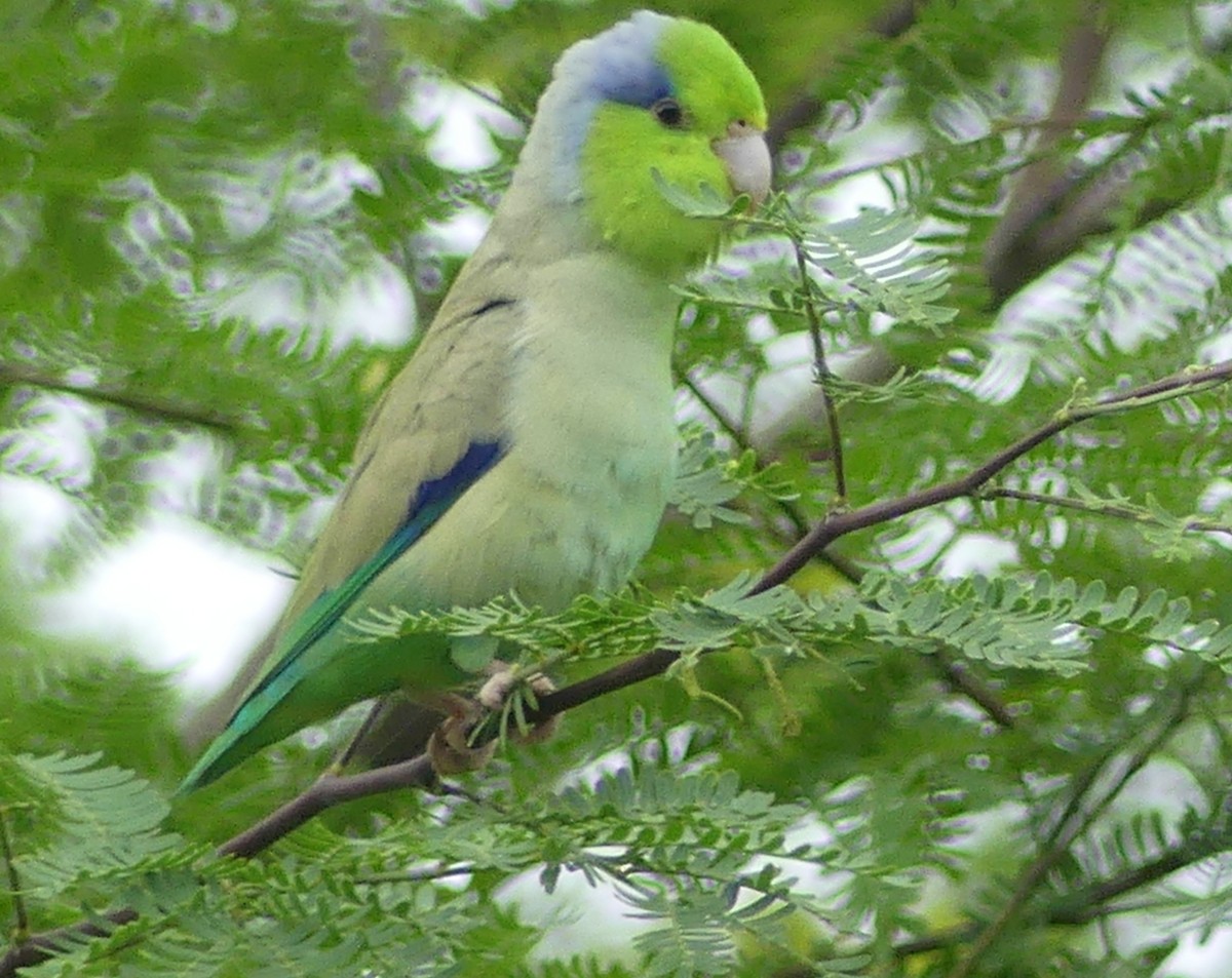 Папуга-горобець еквадорський - ML617705125