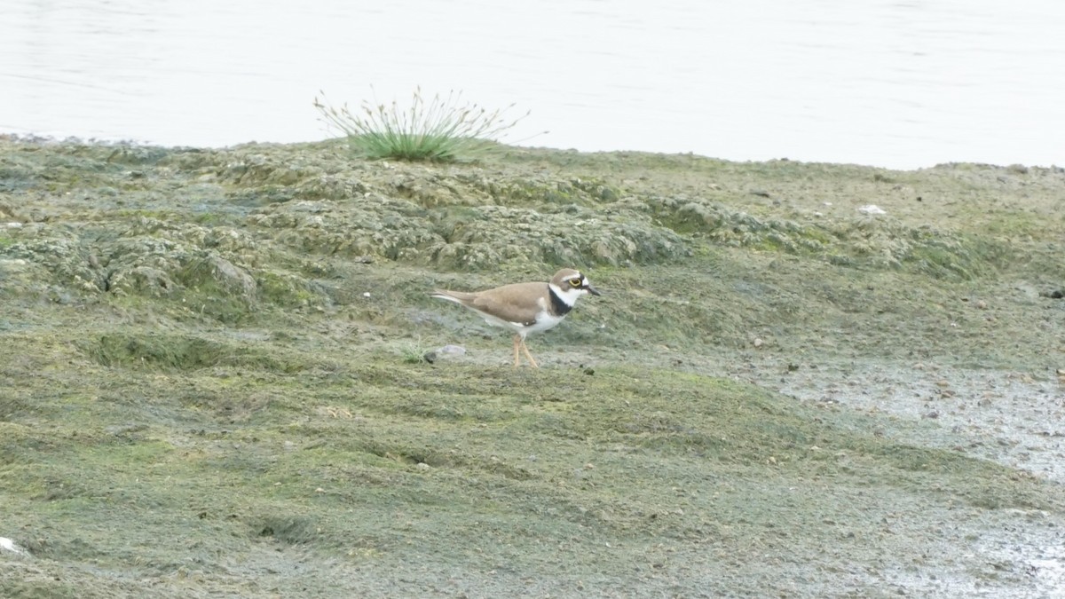 Little Ringed Plover - ML617705143