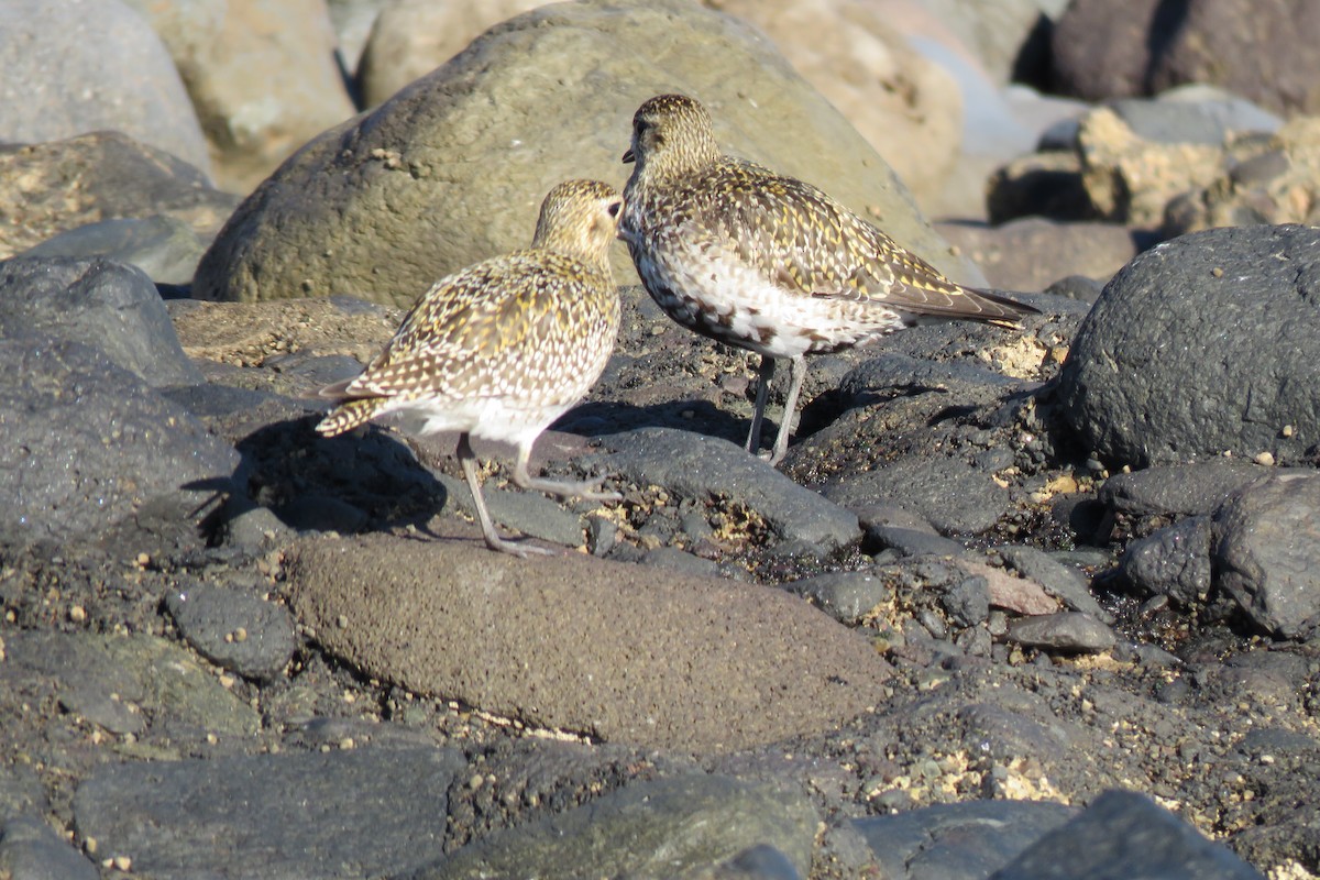 European Golden-Plover - ML617705220