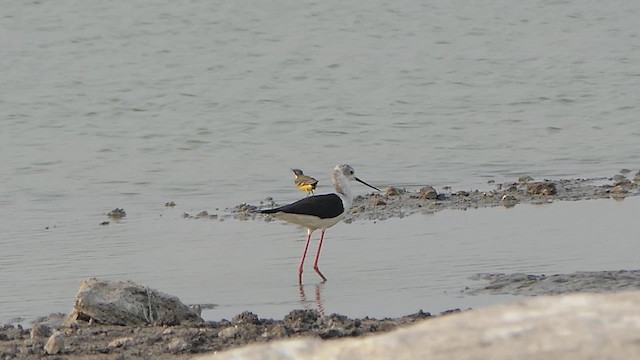 Black-winged Stilt - ML617705269