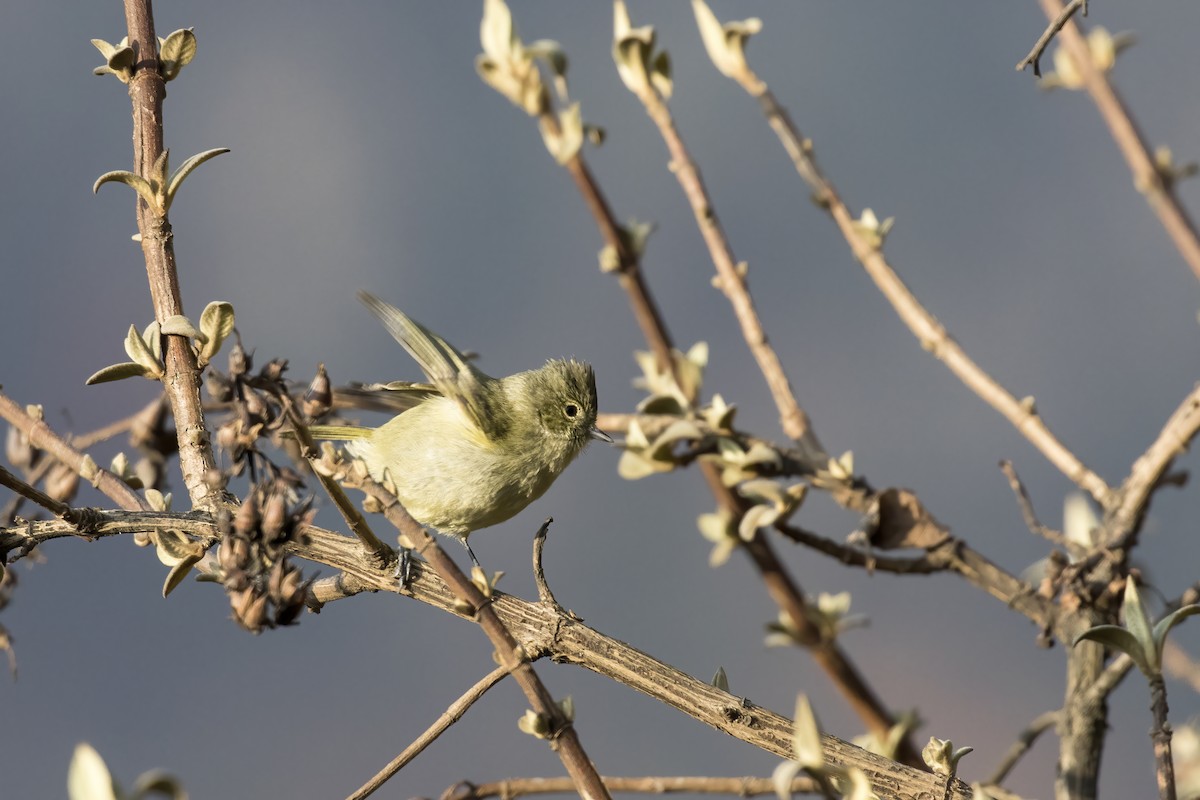 Yellow-browed Tit - ML617705304