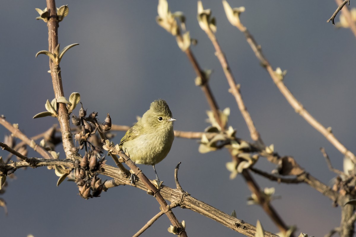 Yellow-browed Tit - ML617705305