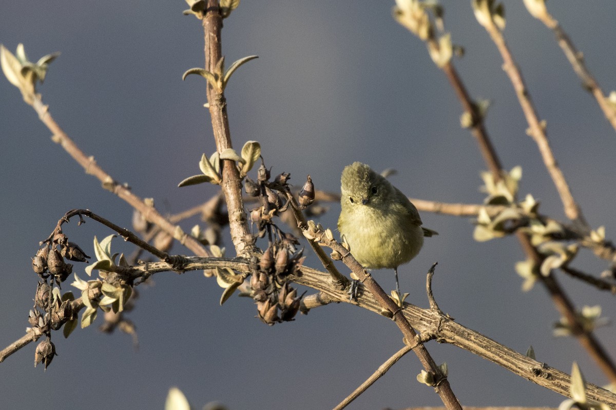 Yellow-browed Tit - ML617705306