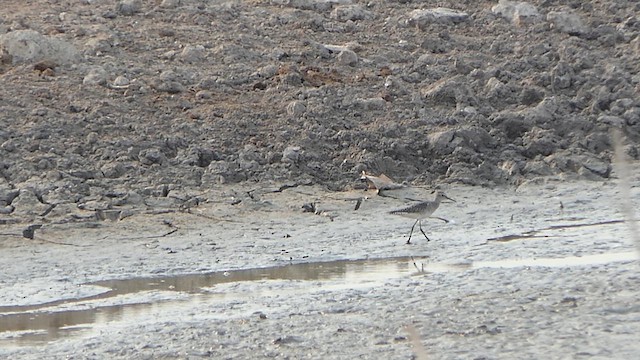 Wood Sandpiper - ML617705319