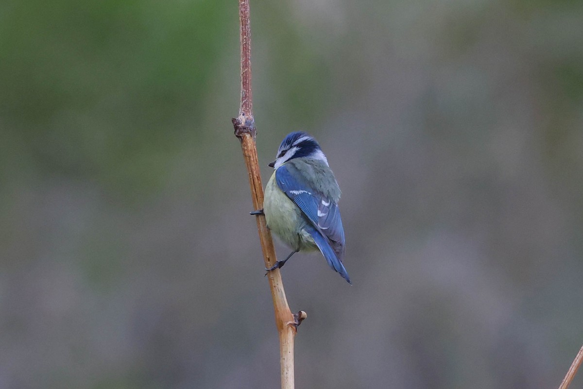 Eurasian Blue Tit - ML617705320