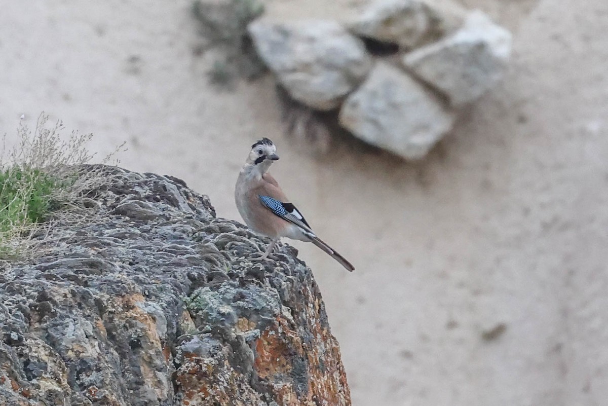 Eurasian Jay - ML617705330