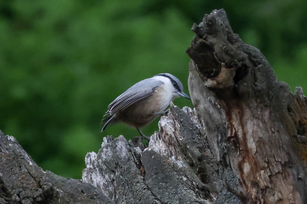 Western Rock Nuthatch - ML617705343