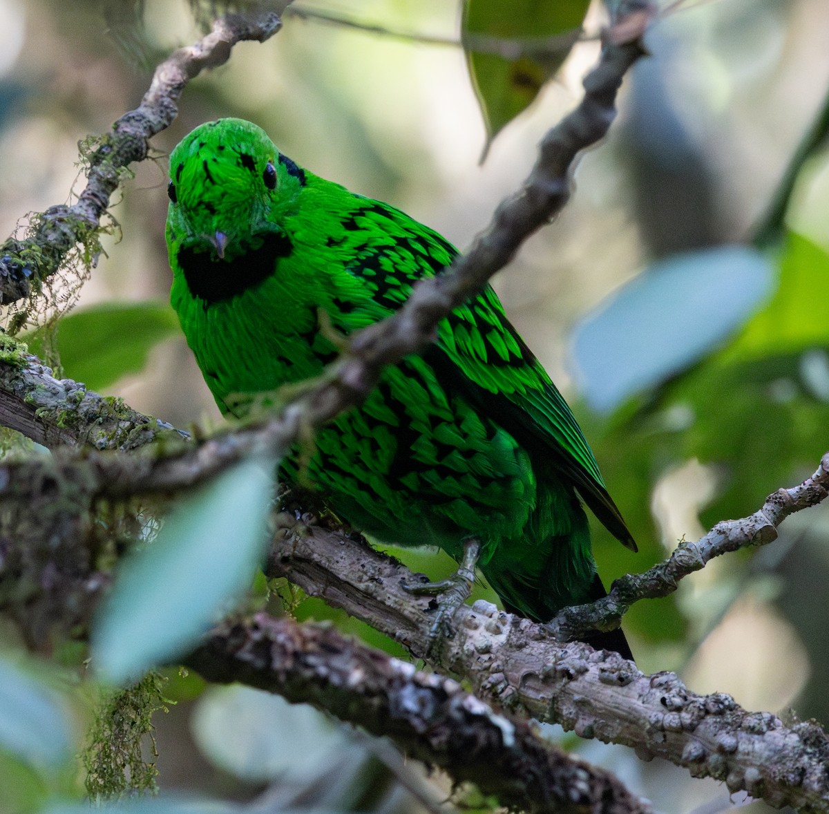 Whitehead's Broadbill - Soo sing Loke