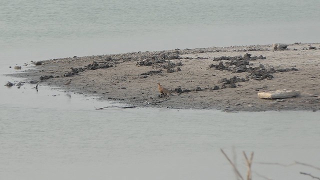 Chestnut-bellied Sandgrouse - ML617705348