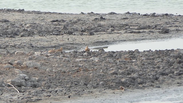 Chestnut-bellied Sandgrouse - ML617705350