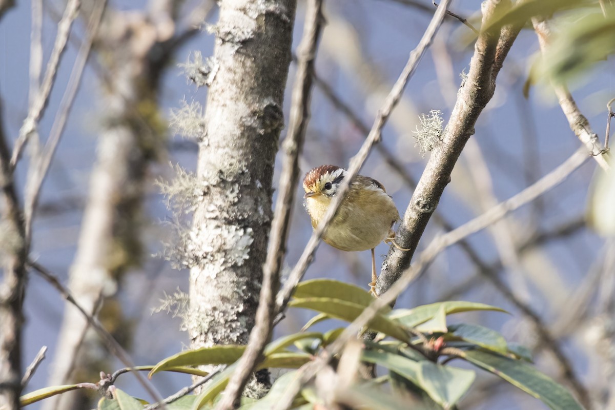 Rufous-winged Fulvetta - ML617705368