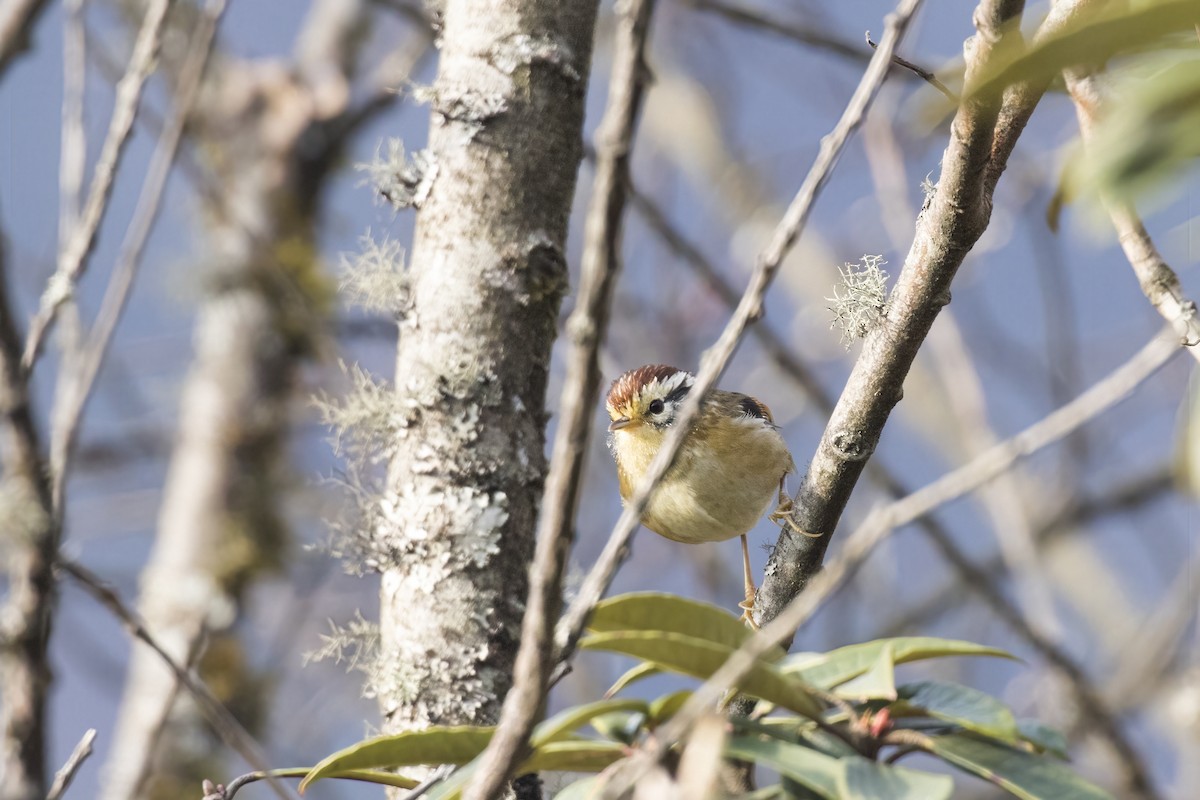 Rufous-winged Fulvetta - ML617705369