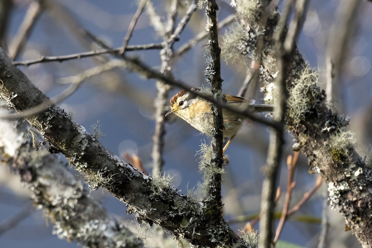 Rufous-winged Fulvetta - ML617705370