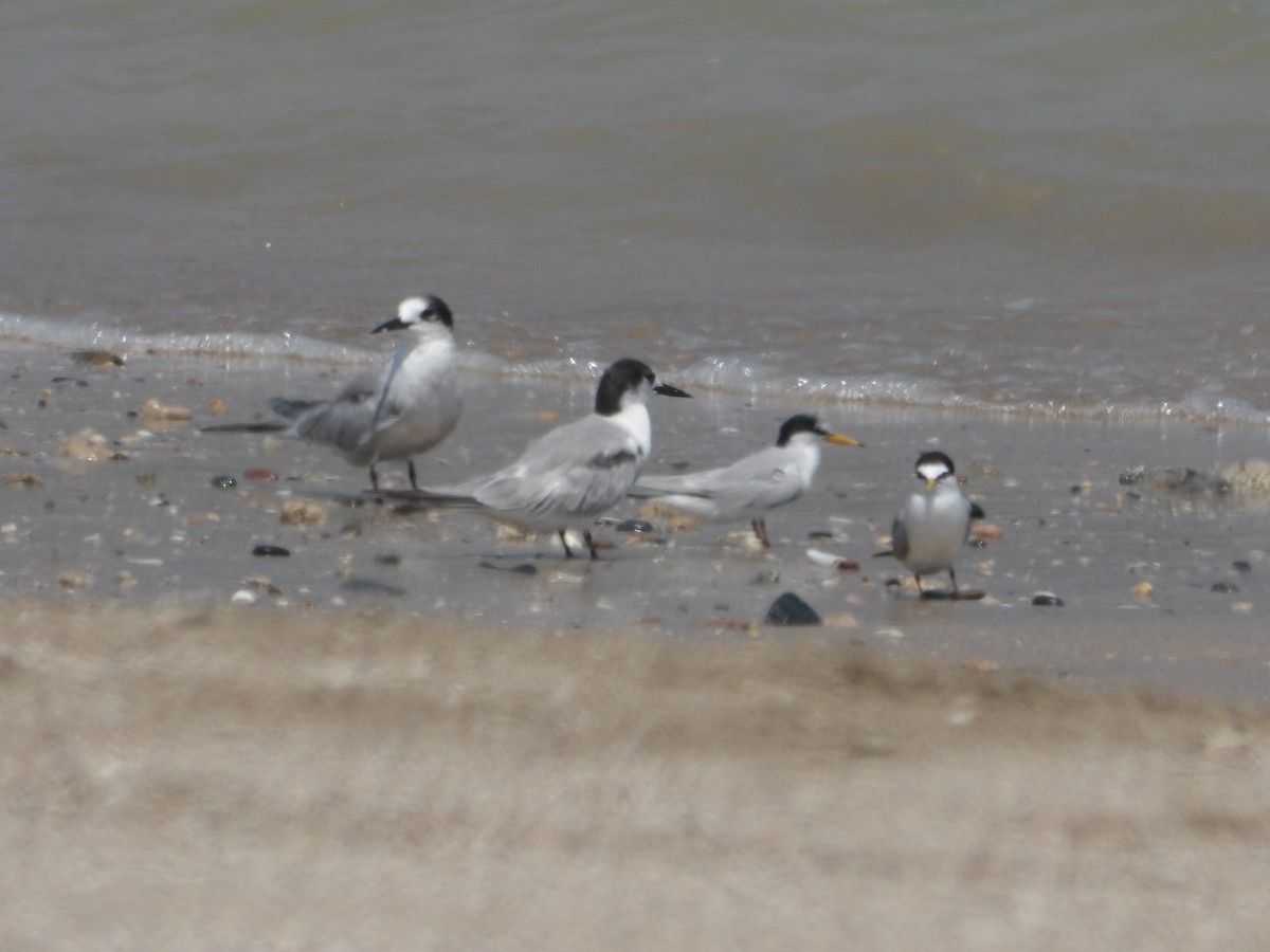 Common Tern - Loïs Bouchet