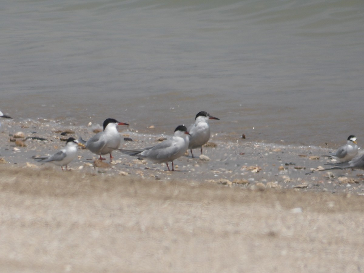 Common Tern - Loïs Bouchet