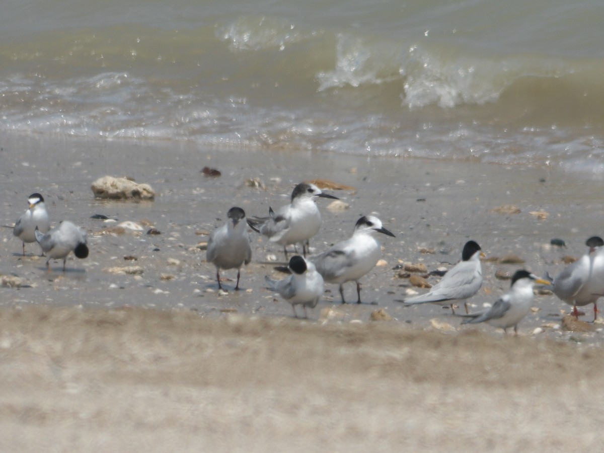 Common Tern - Loïs Bouchet