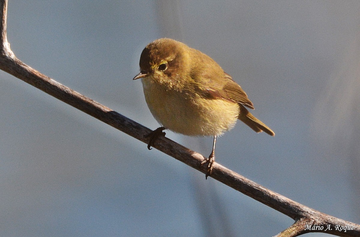 Common Chiffchaff - Mário Roque