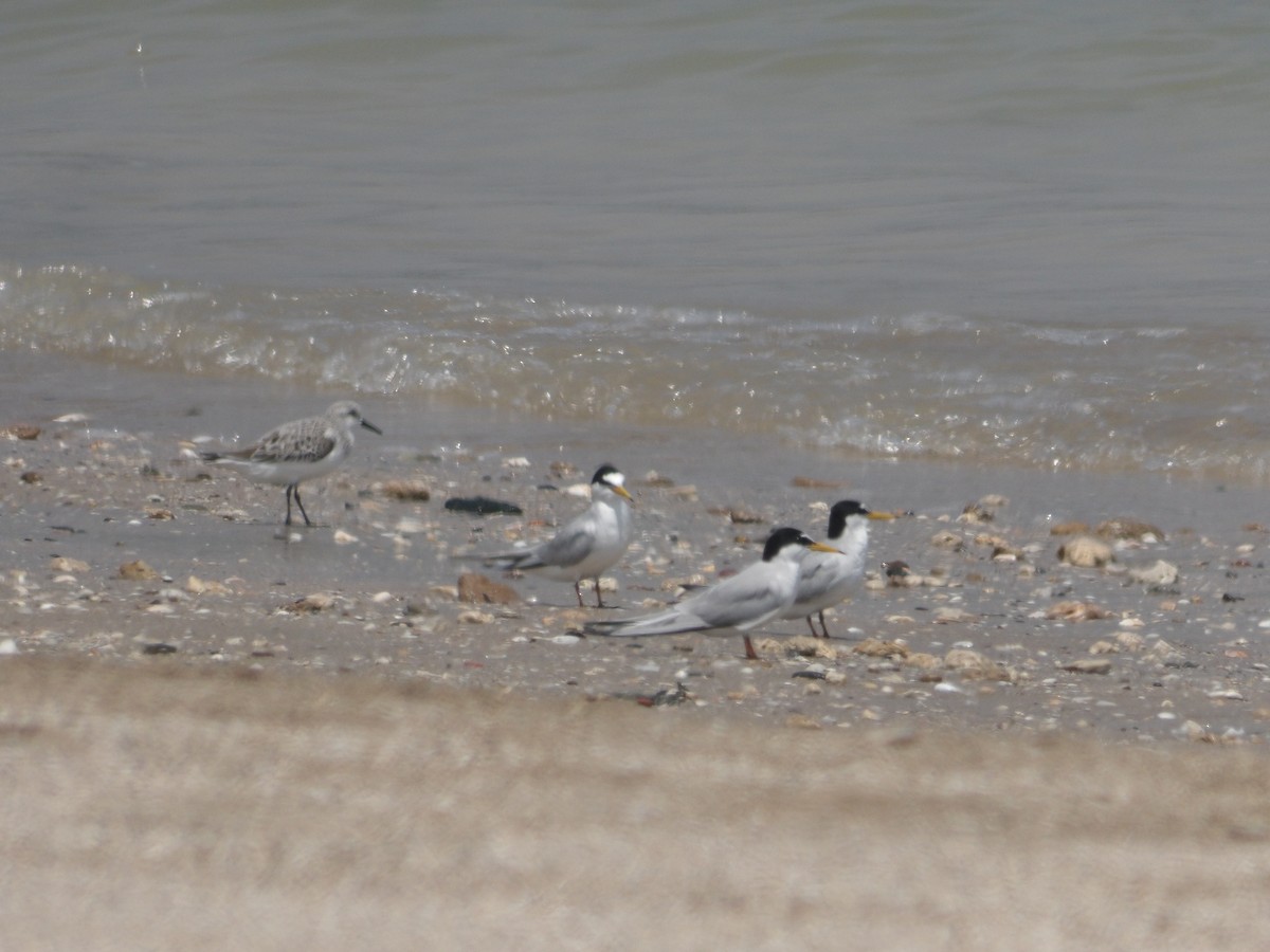 Little Tern - ML617705437