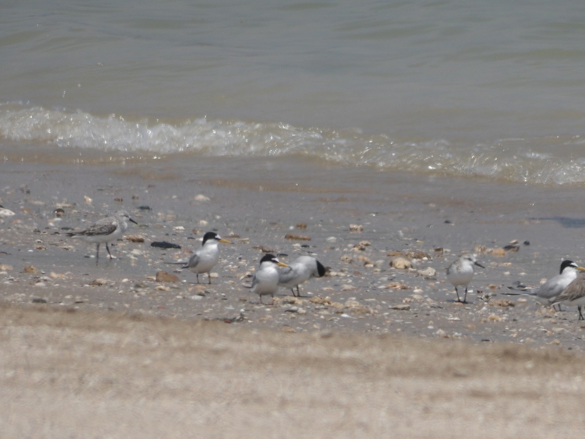 Little Tern - ML617705438