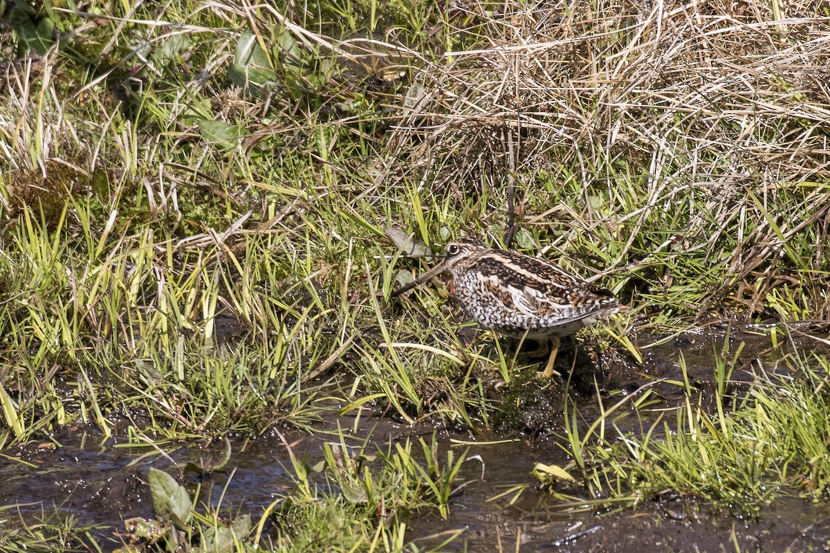 Өнчин хараалж - ML617705447