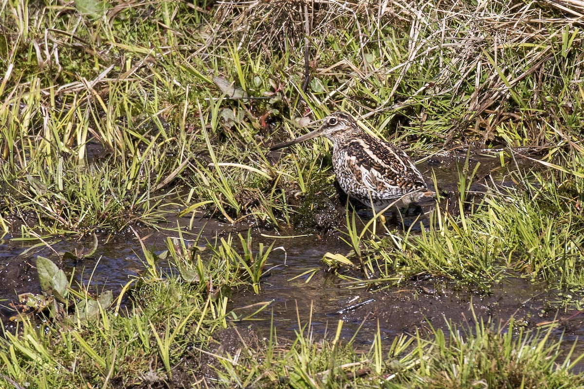 Өнчин хараалж - ML617705448