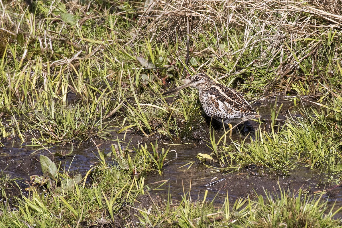 Өнчин хараалж - ML617705449