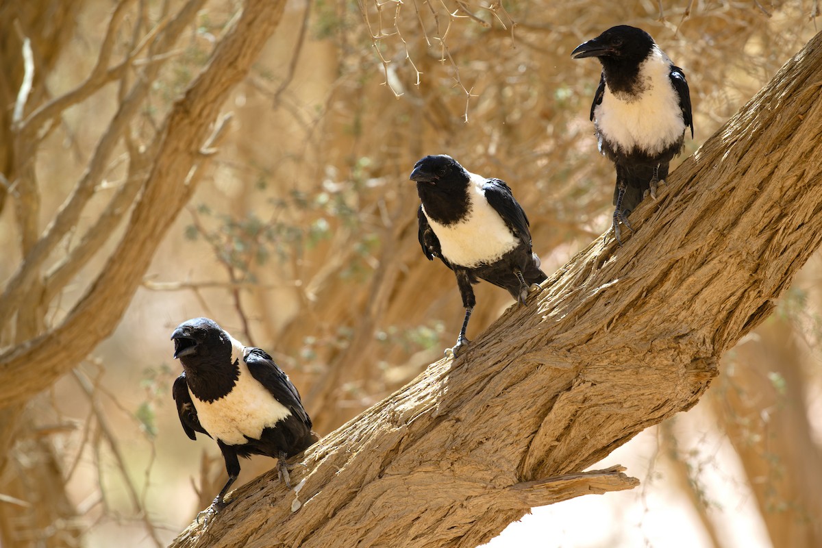 Pied Crow - ML617705465