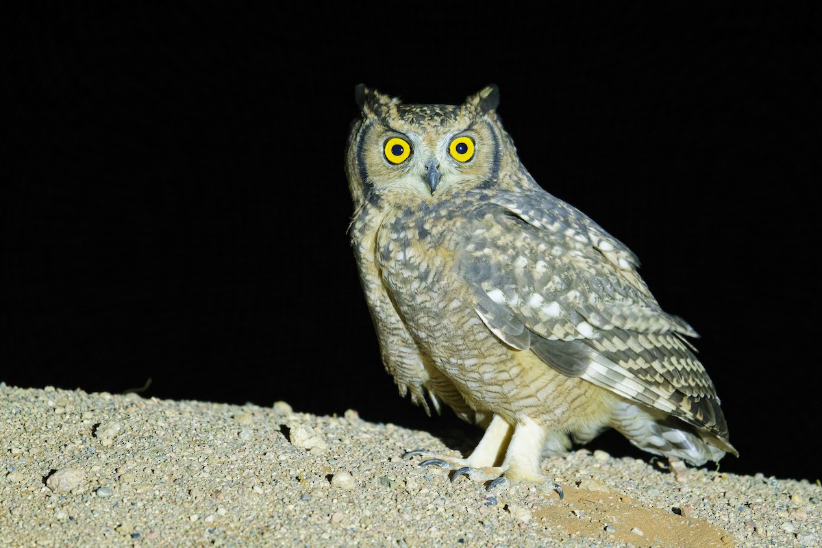 Spotted Eagle-Owl - ML617705474