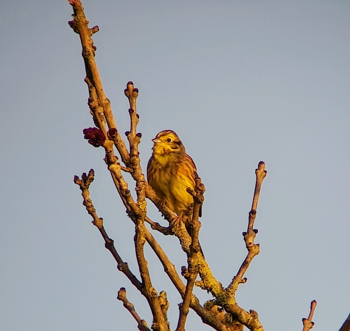 Yellowhammer - ML617705477