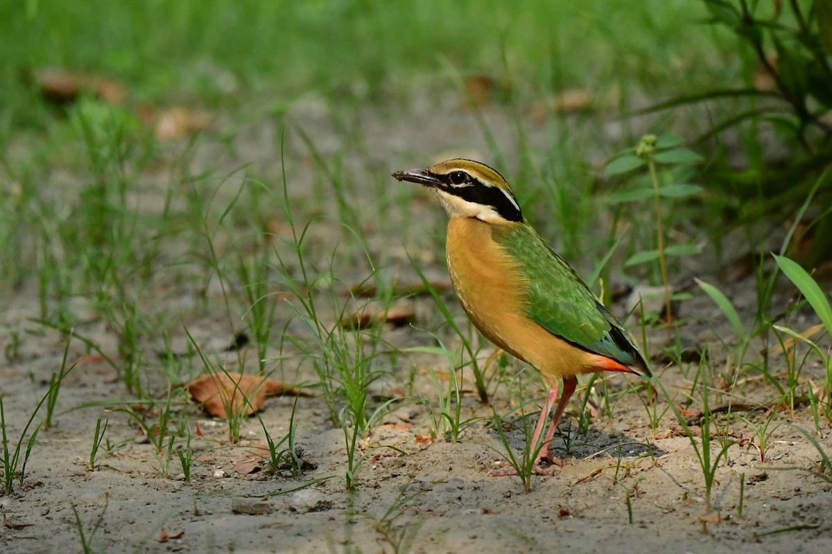 Indian Pitta - Anirban  Bhaduri