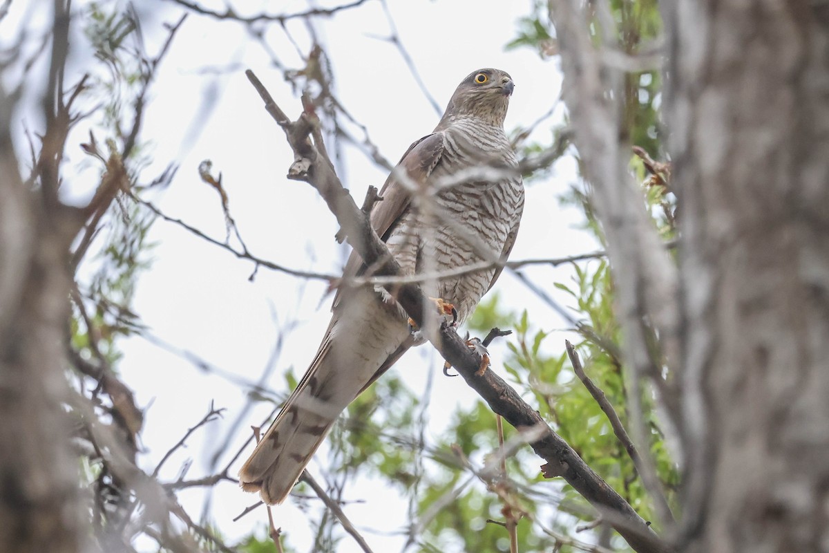 Eurasian Sparrowhawk - ML617705500