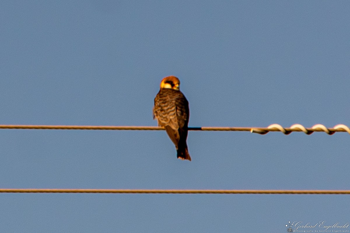 Red-footed Falcon - ML617705508