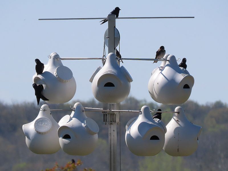 Purple Martin - ML617705541