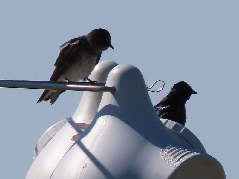 Purple Martin - ML617705542