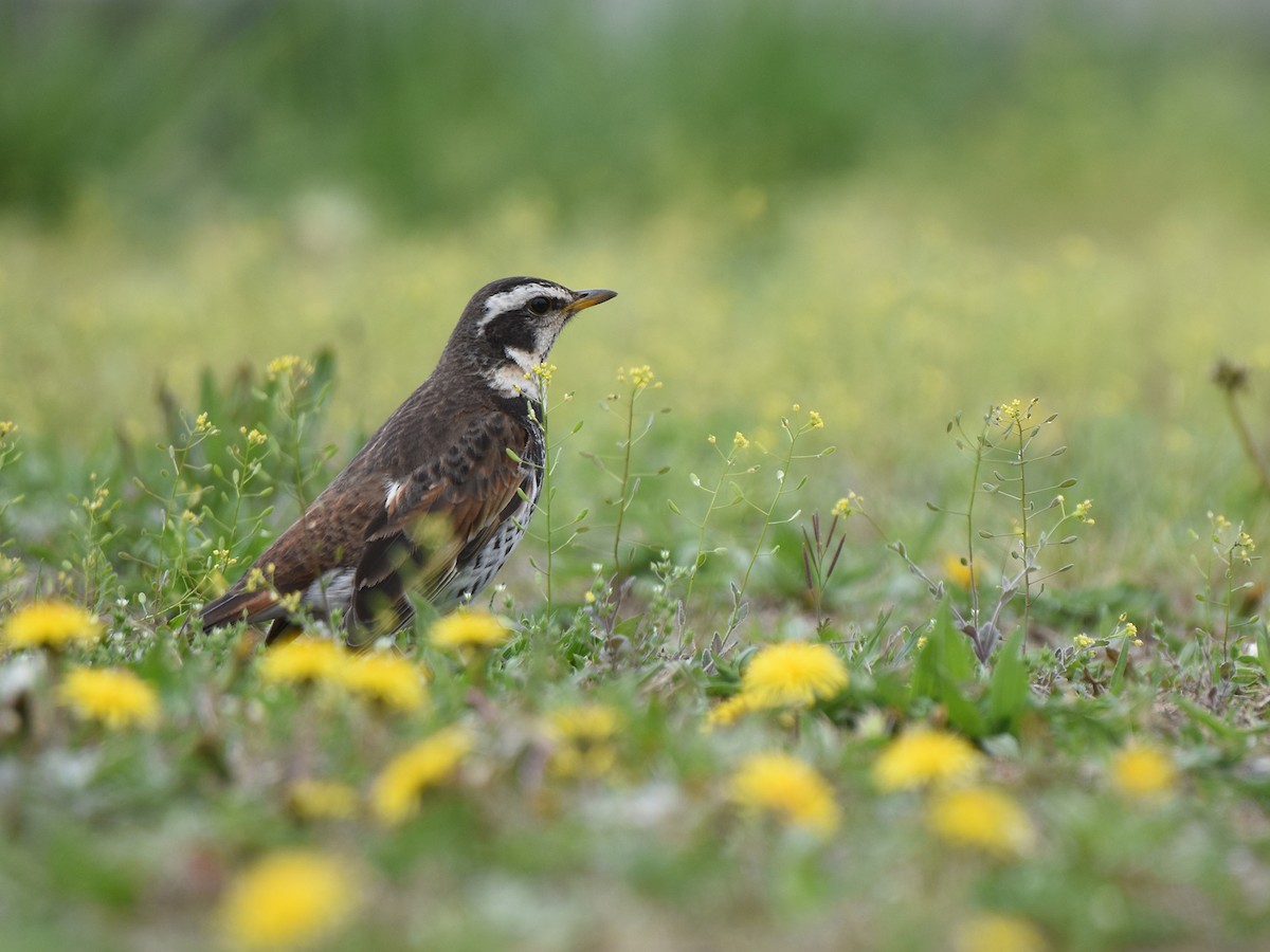 Dusky Thrush - ML617705556