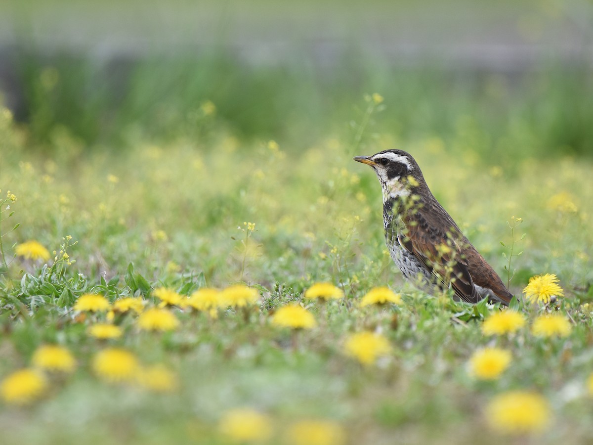 Dusky Thrush - ML617705558