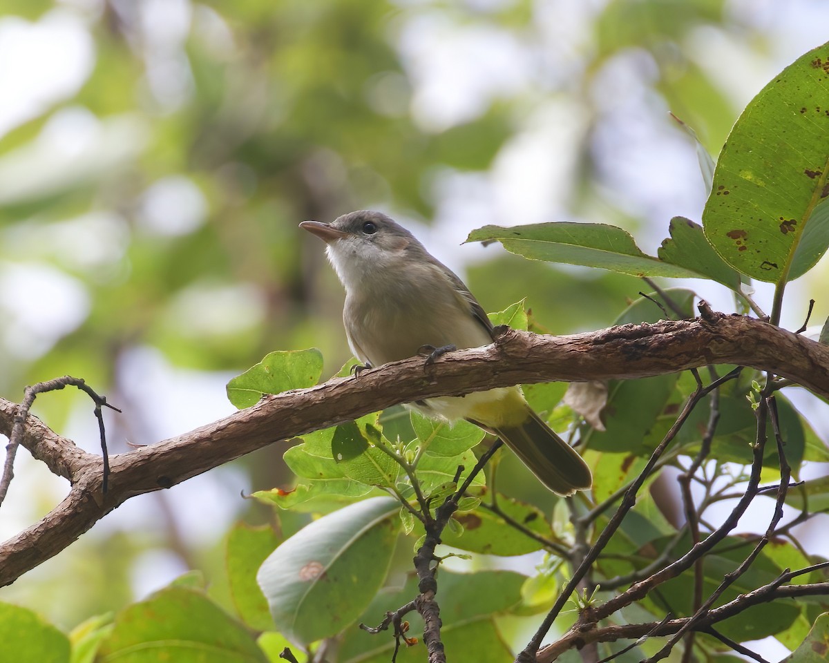 Fawn-breasted Whistler - ML617705564