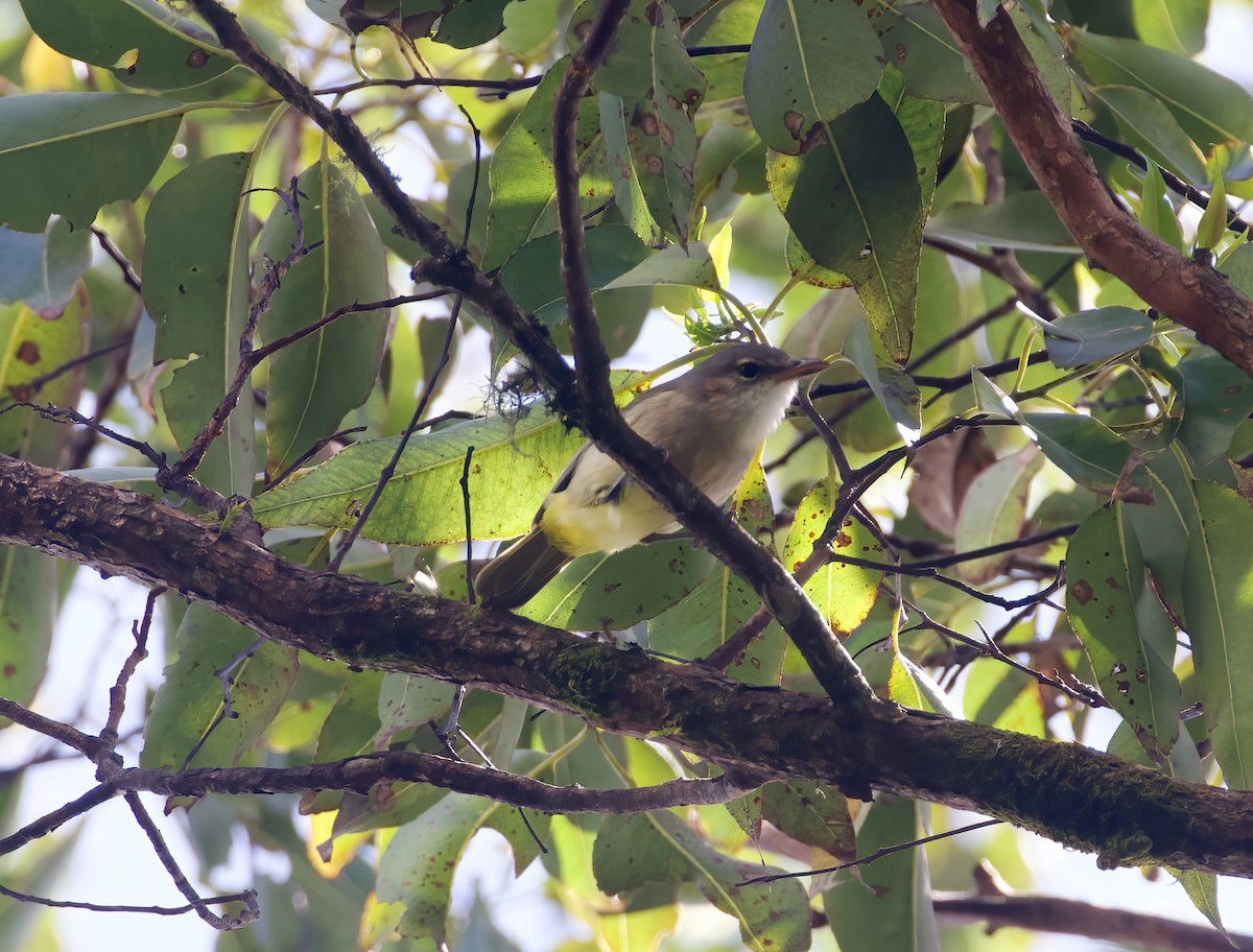 Fawn-breasted Whistler - ML617705567