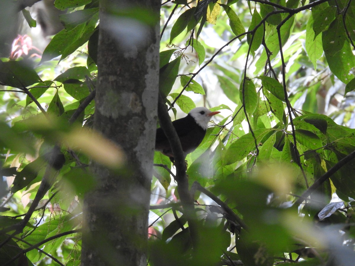 Taiwan Thrush - ML617705576