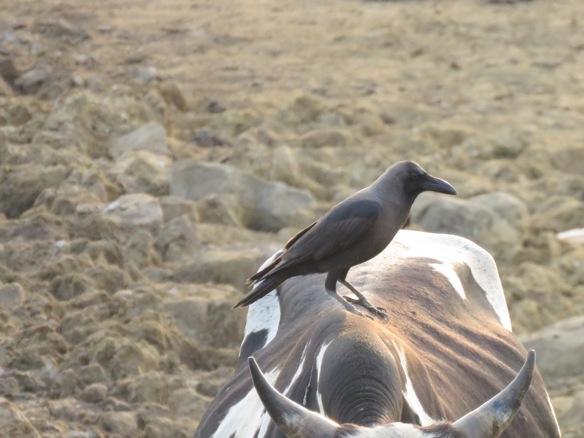 House Crow - Bob Hargis