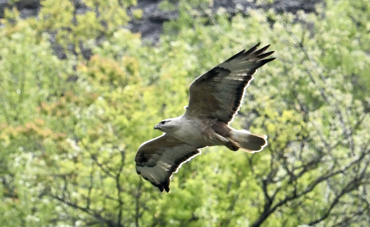 Long-legged Buzzard - ML617705649