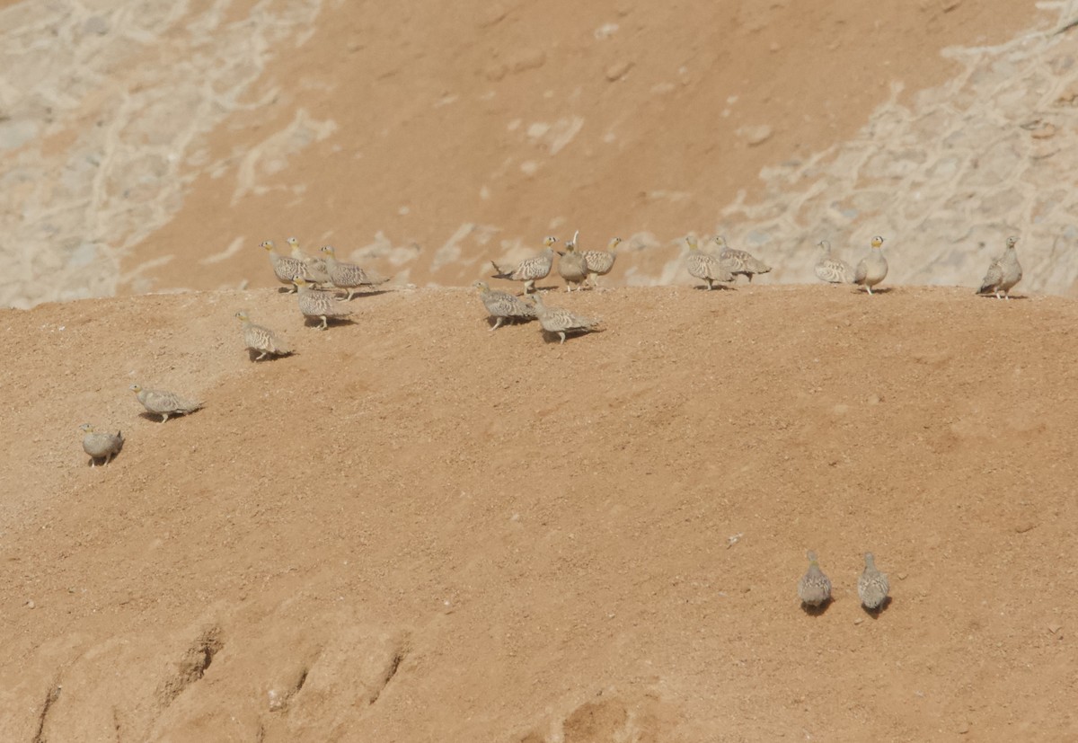 Crowned Sandgrouse - ML617705658