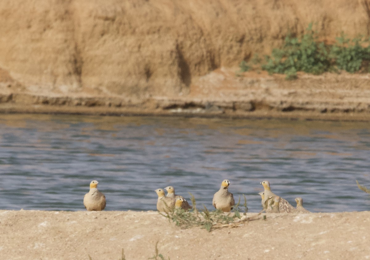 Crowned Sandgrouse - ML617705659