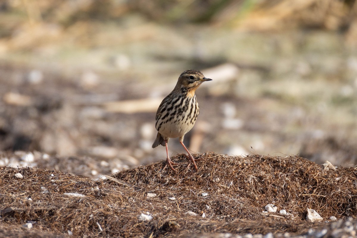 Red-throated Pipit - ML617705694